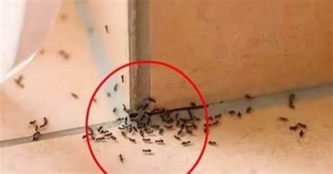 上一個九運 家裡出現很多螞蟻